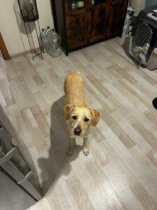 Sammy3_02-24_PS
