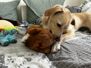 Sammy6_02-24_PS