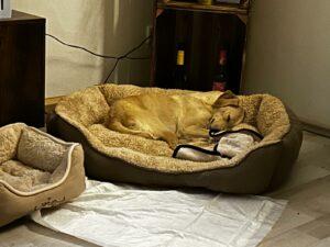 Sammy7_02-24_PS