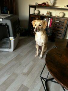 Sammy_02-24_PS