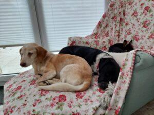 Shila, Lupo und Stella