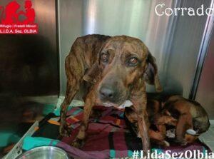 Corrado-LIDA