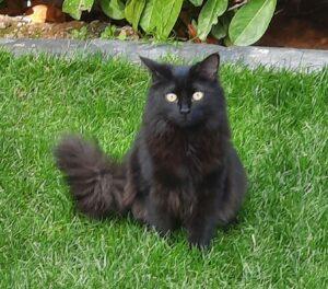 Milva im Garten