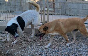 Roma&Macchia_03-23