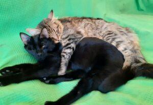 Titi und Tommy in Love Feb