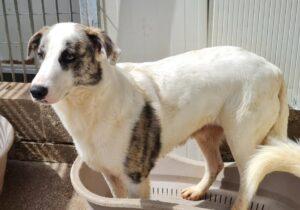 Ginger1_04-23