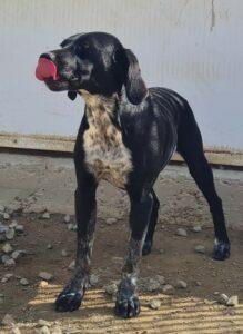 Morettina2_04-23