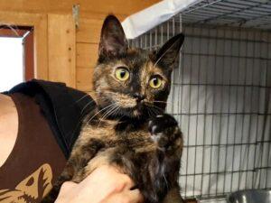 Prinses neu 3