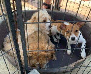 Coco&B-Welpen_06-23