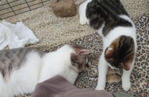 Mano und Mano April_4