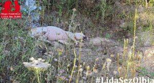 Alino-LIDA1_06-23