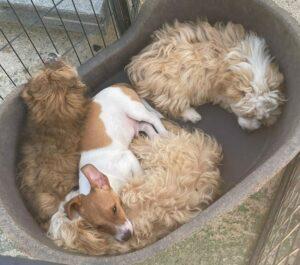 Coco&B-Welpen2_06-23