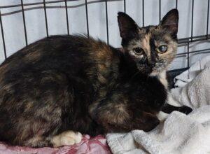 Pasquina-Eingangsbild