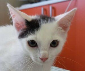 Lola1