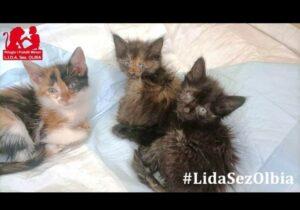 Tiziana, Sabrina, Gloria