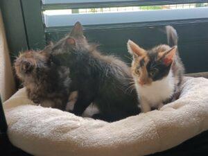 Tiziana,Sabrina,Gloria 1