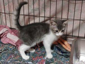 Cleo 2