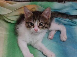 Cleo 5