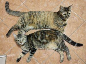 Falchitta und Paolina 1