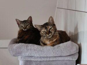 Falchitta und Paolina 2
