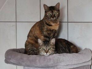 Falchitta und Paolina 5