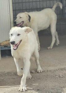 09-23_Rao&Raji1