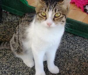 Cleo-neu-1