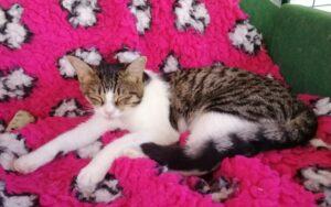 Cleo-neu-5