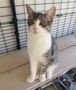 Clio-neu-1