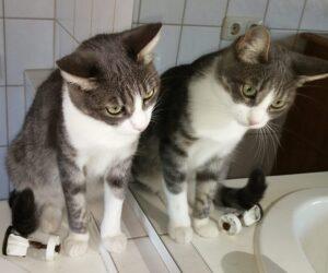 Lidina 1 neu 3.10.23