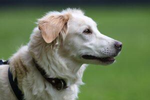 Panina PS10_15.07.2024