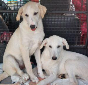 11-23_Lulu&Loulou2