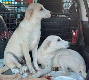 11-23_Lulu&Loulou6