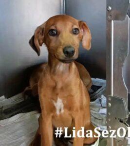 Benito-LIDA