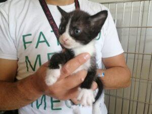 Mariotto 2