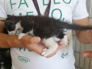 Mariotto 5