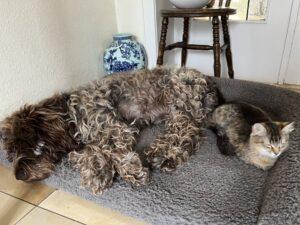 Romina PS und Hund