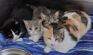 Viola und 3 Vs