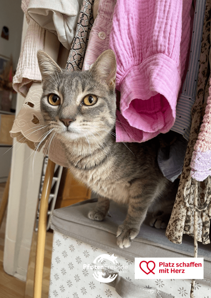 Kopie von PSMH_Lumi (1)