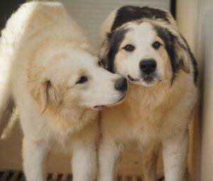 03-24_Leone&Ludovico1