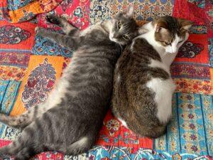 Melissa und Mila PS1