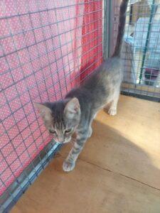 Etta5 (2)