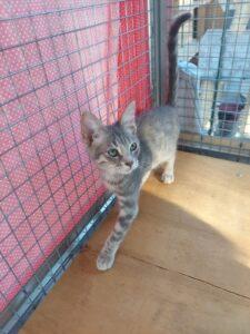 Etta6