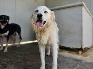 08_24_Fergus 5