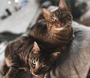 Marieddo Stefanino home