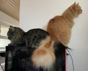 Bello und Leni_3_