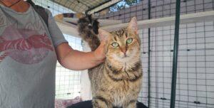 Tigrottina nov24 eingang