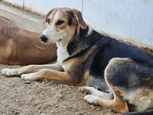 01_25_Rocco 7