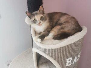 Rosa home 4