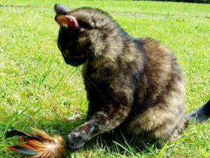 Francy_26-06_2